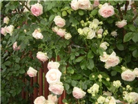 8ff8098e-Picture 393.jpg